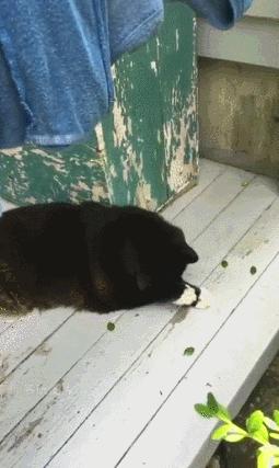 搞笑gif别惹我我疯起来自己都害怕,搞笑gif图一天天的就知道欺负我