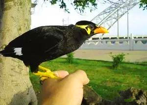 为什么大家都喜欢养八哥,为什么很多人喜欢养鹦鹉鱼