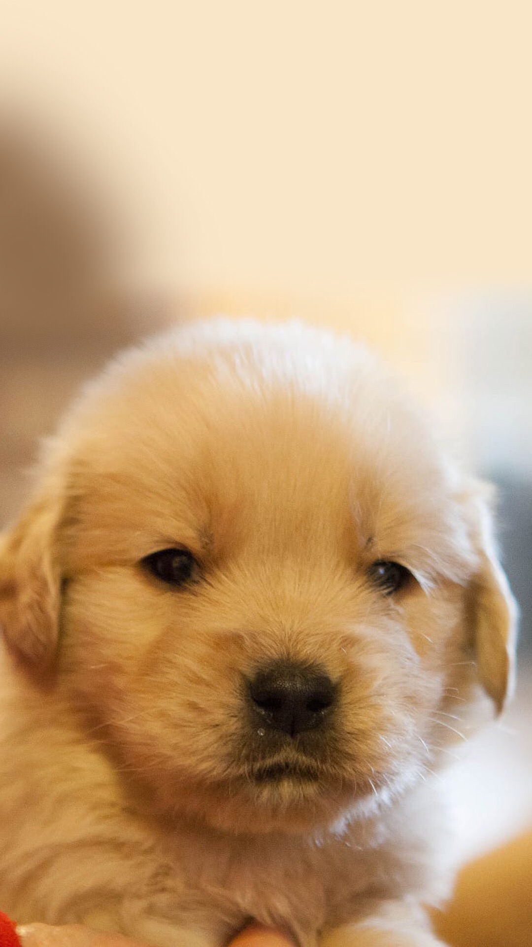 锁屏和桌面壁纸一套唯美,4k佛系唯美意境黑色锁屏壁纸