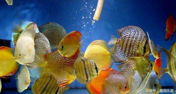 春季养鱼要注意些什么,秋季养鱼