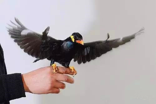 为什么大家都喜欢养八哥,为什么很多人喜欢养鹦鹉鱼