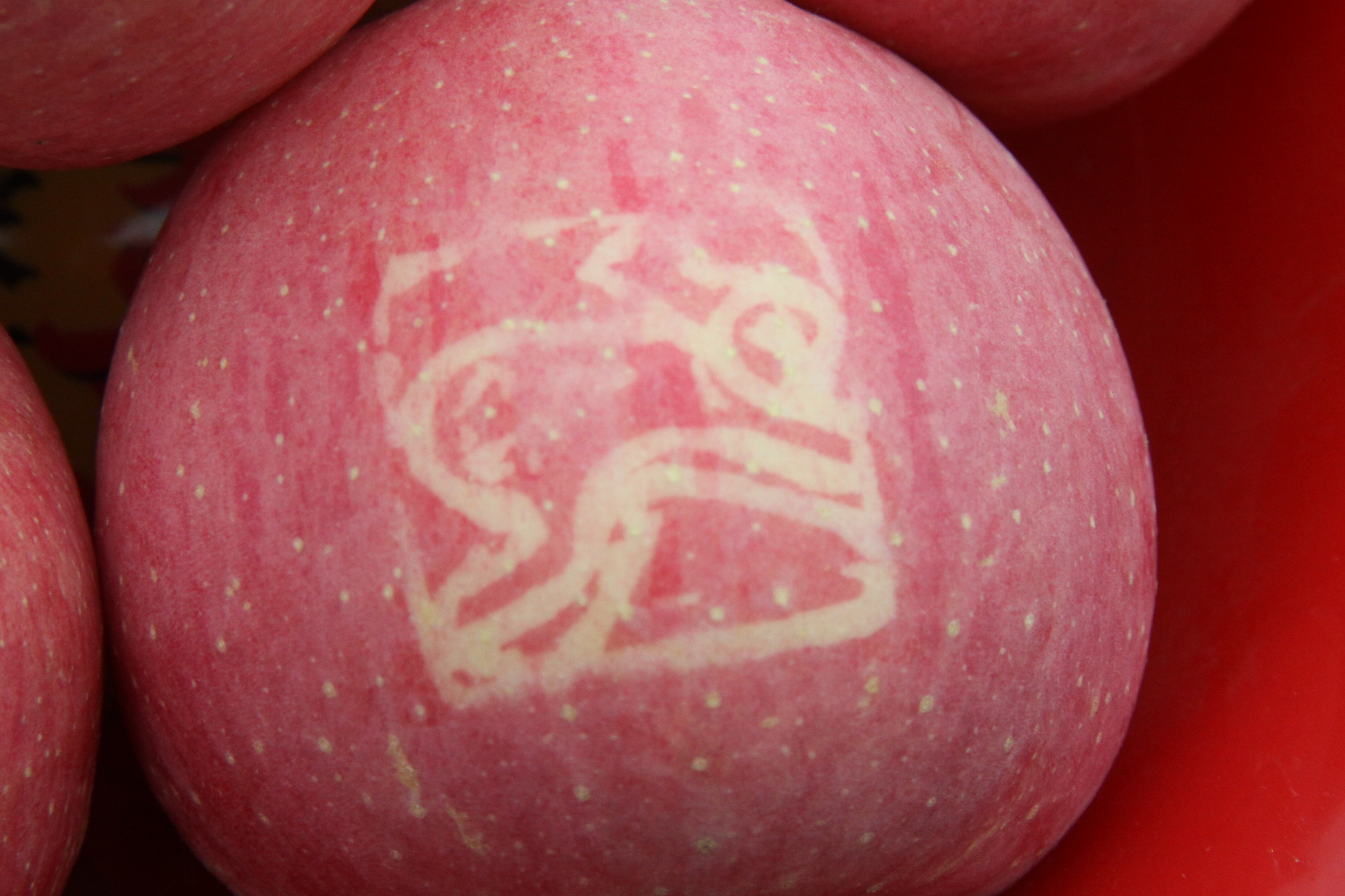 最新的洛川苹果,新的洛川苹果