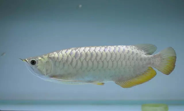 龙鱼鳍尾修复,龙鱼过背成长视频