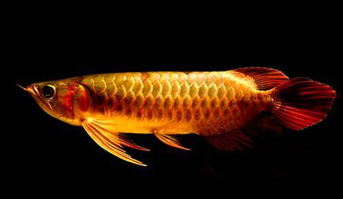 龙鱼食物有问题,什么食物对龙鱼有帮助