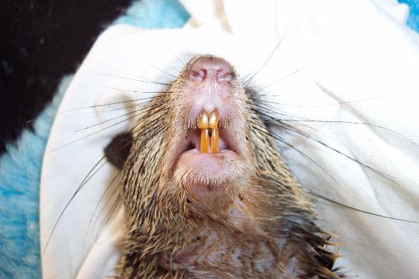 养松鼠需要打疫苗吗,养松鼠需要木屑吗