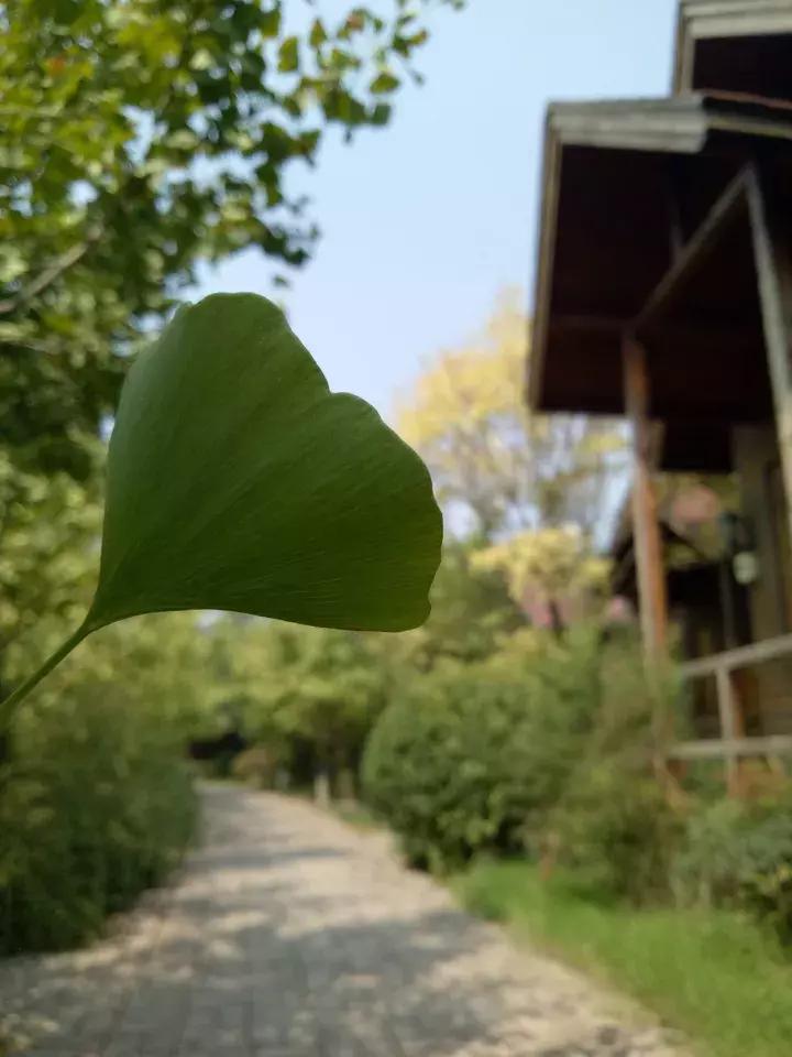 洛龙区银杏帝都温泉地址,洛阳银杏帝都温泉