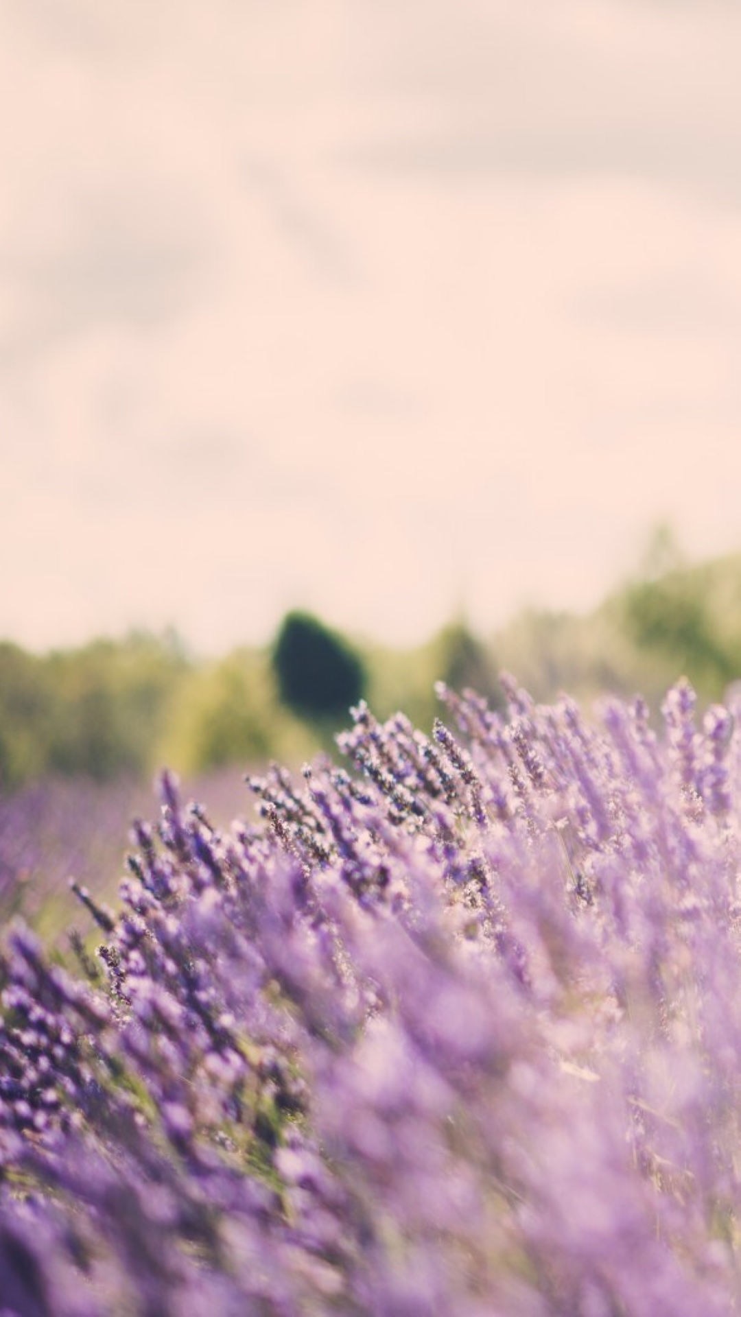 唯美1080×1920P高清壁纸锁屏画面待机背景图！请在wifi环境查看