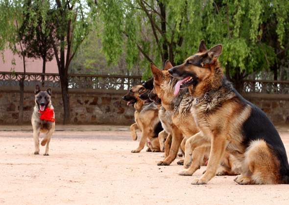 关于忠犬的9部电影推荐,看看有没有你家“那位”的影子