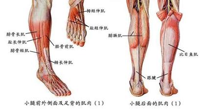 大小腿粗怎么减,小腿粗如何改善