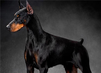 杜宾犬打架厉害吗视频,杜宾犬打架厉害吗视频大全