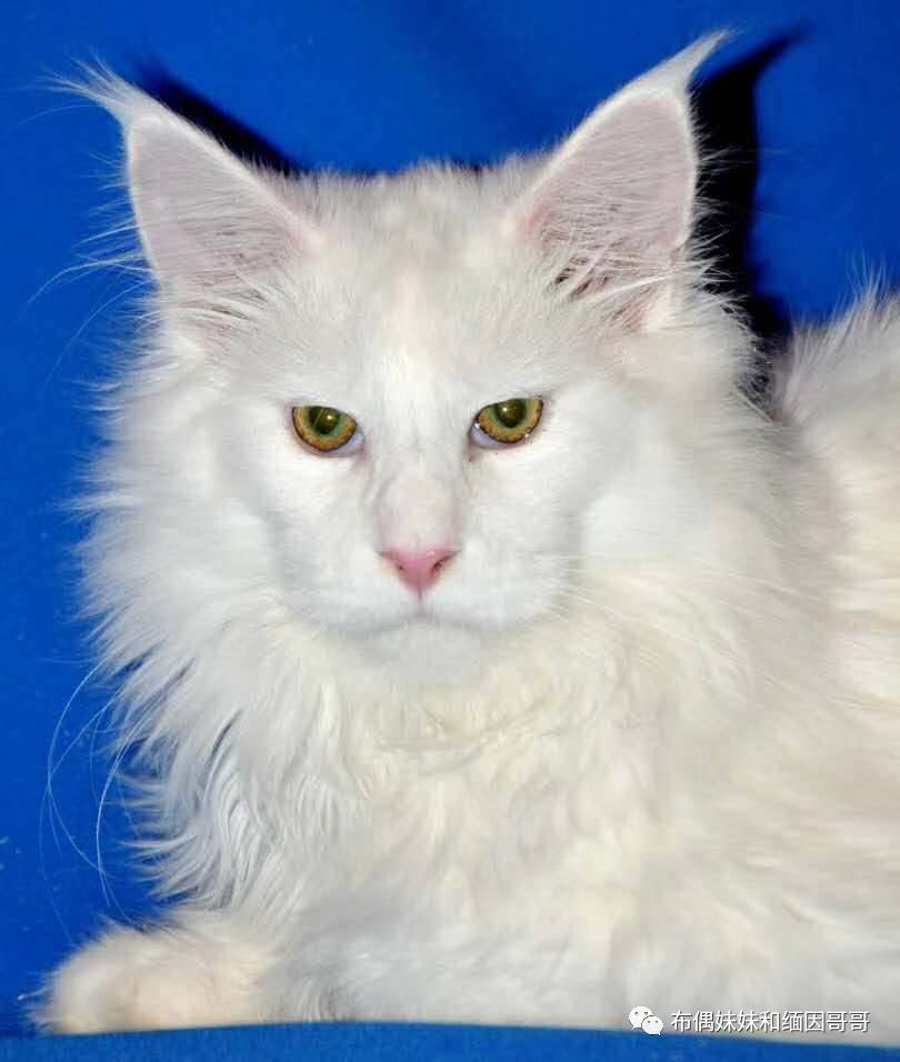 俄罗斯接回来的缅因猫,俄罗斯缅因猫带芯片