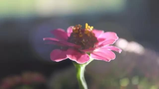 栗子姐每日情感问答,栗子姐每日情感问答全集