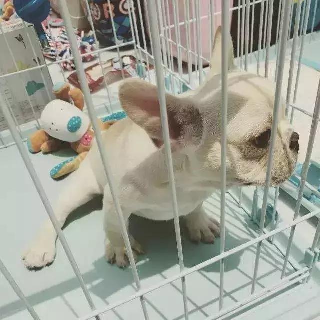 斗牛犬容易得哪些疾病,斗牛犬大小便是怎么回事