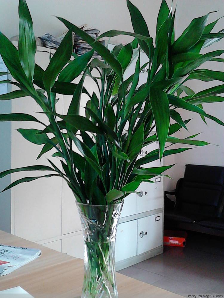 富贵竹越养越瘦是怎么回事,富贵竹越养越黄怎么办