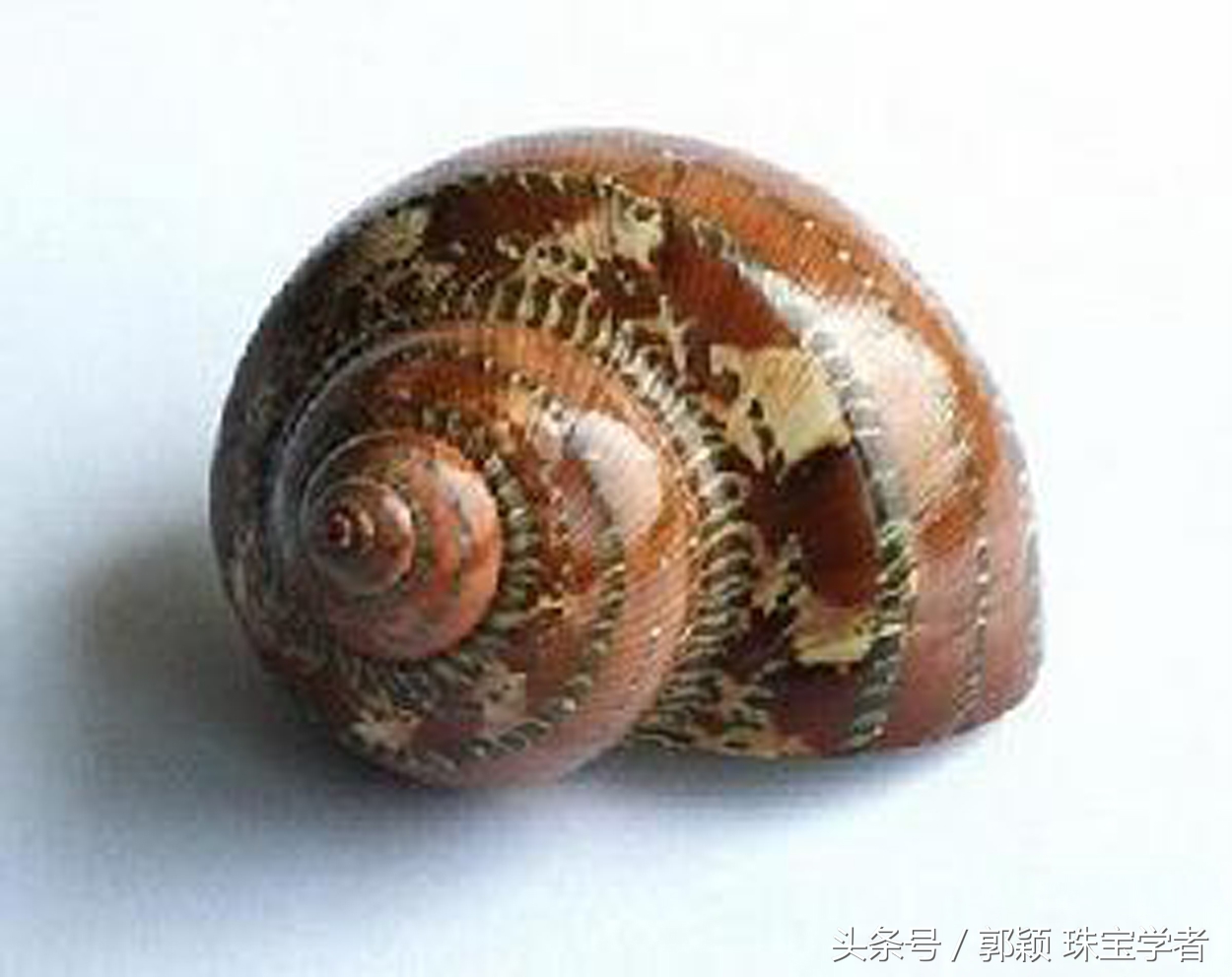 娴锋磱閲岀殑鍚勭缇庡懗铻冭煿,灏忕簿鐏靛悆铻冭煿