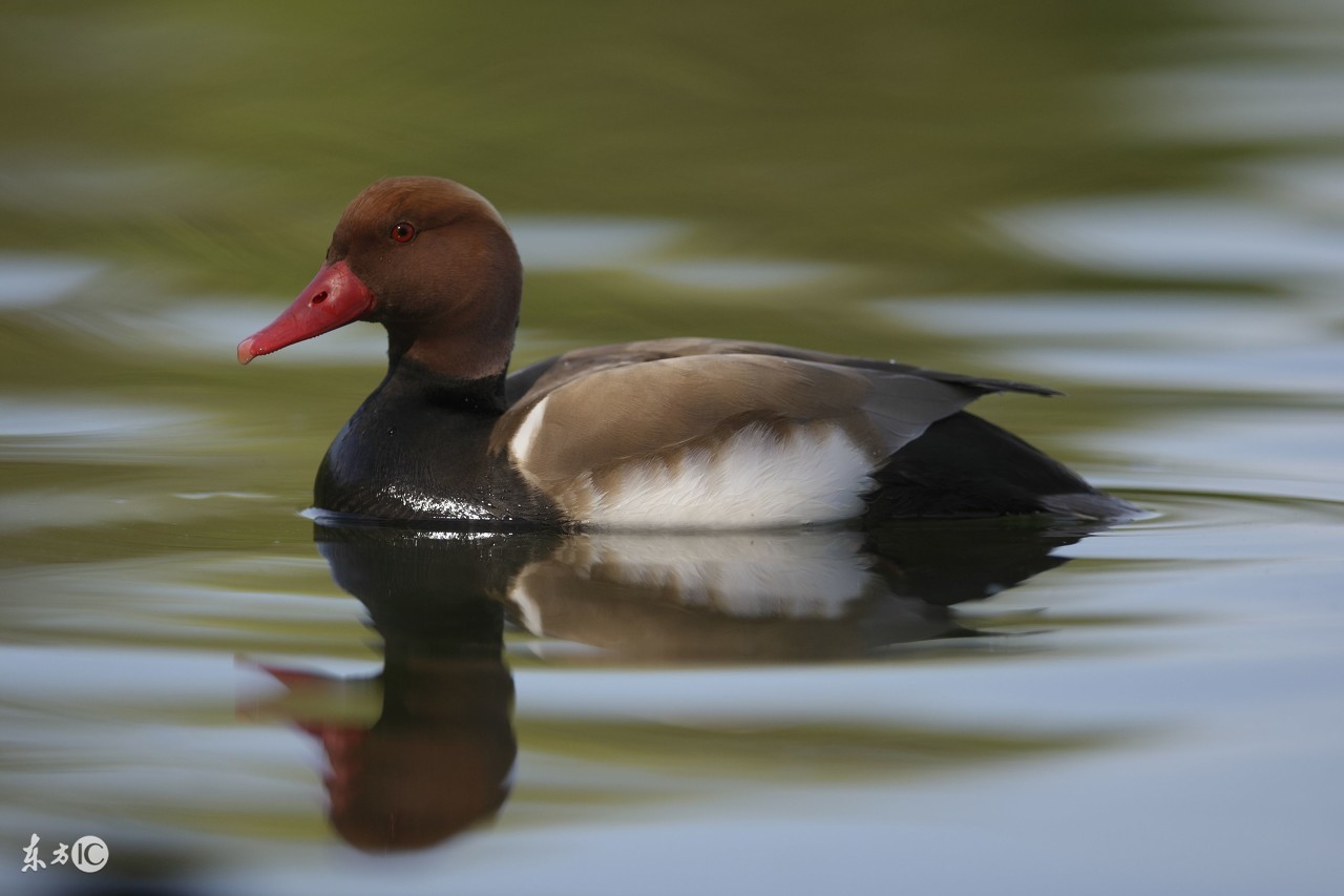 竞争压力下，鸭子的丁丁会长大