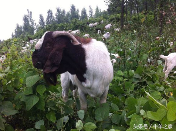 投资养羊100头一年可以赚多少,养羊的利润和投资风险
