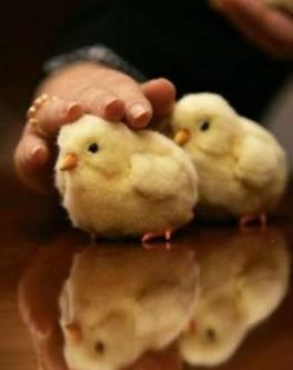 新加坡的网上居然有人卖活“宠物鸡”？