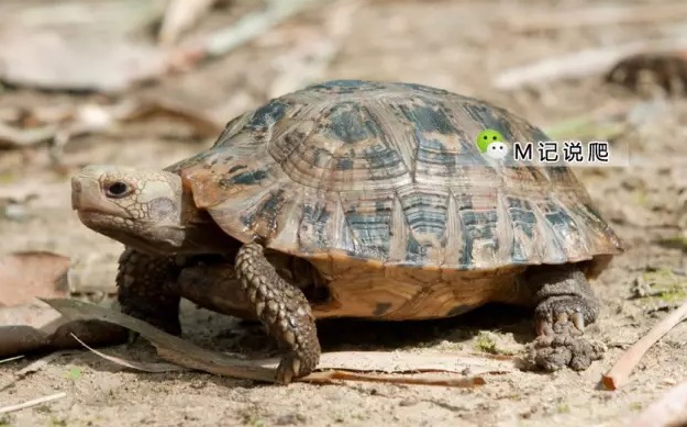 陆龟得肠炎怎么办,陆龟拉蛔虫