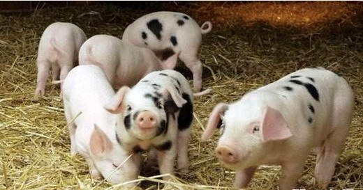 仔猪饲料中毒怎么缓解,仔猪补铁中毒什么症状怎么处理