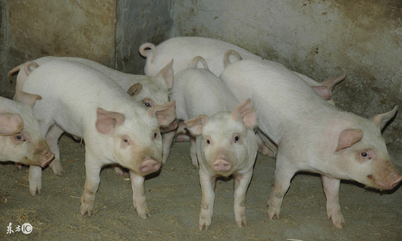 仔猪饲料中毒怎么缓解,仔猪补铁中毒什么症状怎么处理