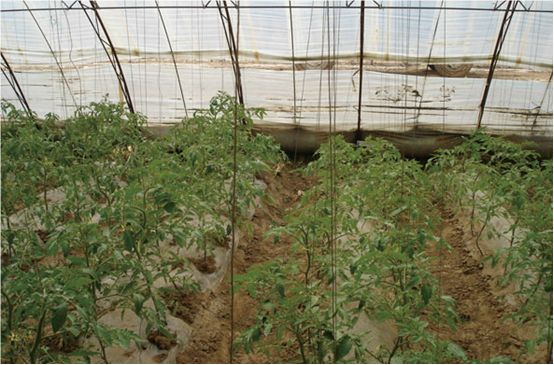 vc可以调节土壤酸碱吗,调节土壤酸碱平衡的最佳方法