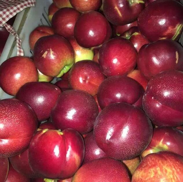 大棚油桃硬核期需要什么营养,大棚油桃经济效益