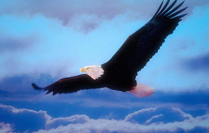 全网营销课程培训机构seo顾问,教育行业seo优化解决方案