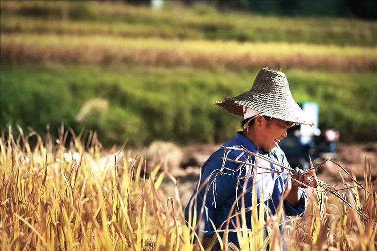 贵州种田生活视频,贵州辛苦农民