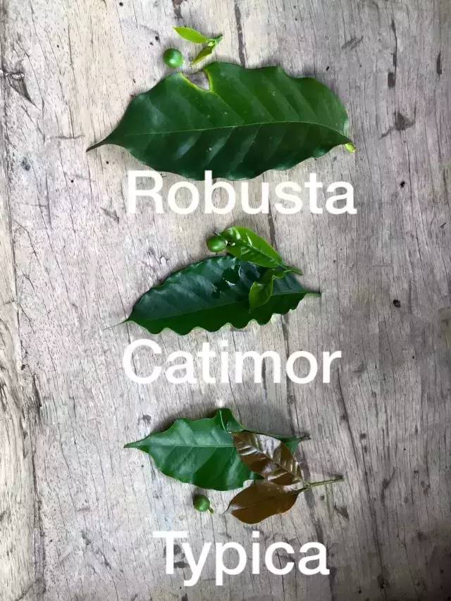 咖啡罗布斯塔口感介绍,喝罗布斯塔咖啡的感受