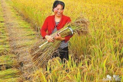 原阳为什么产大米,央视评价原阳大米
