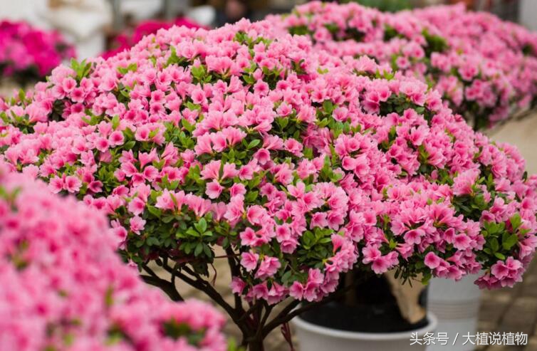 北方庭院背阴种什么最好,阳台背阴种什么好