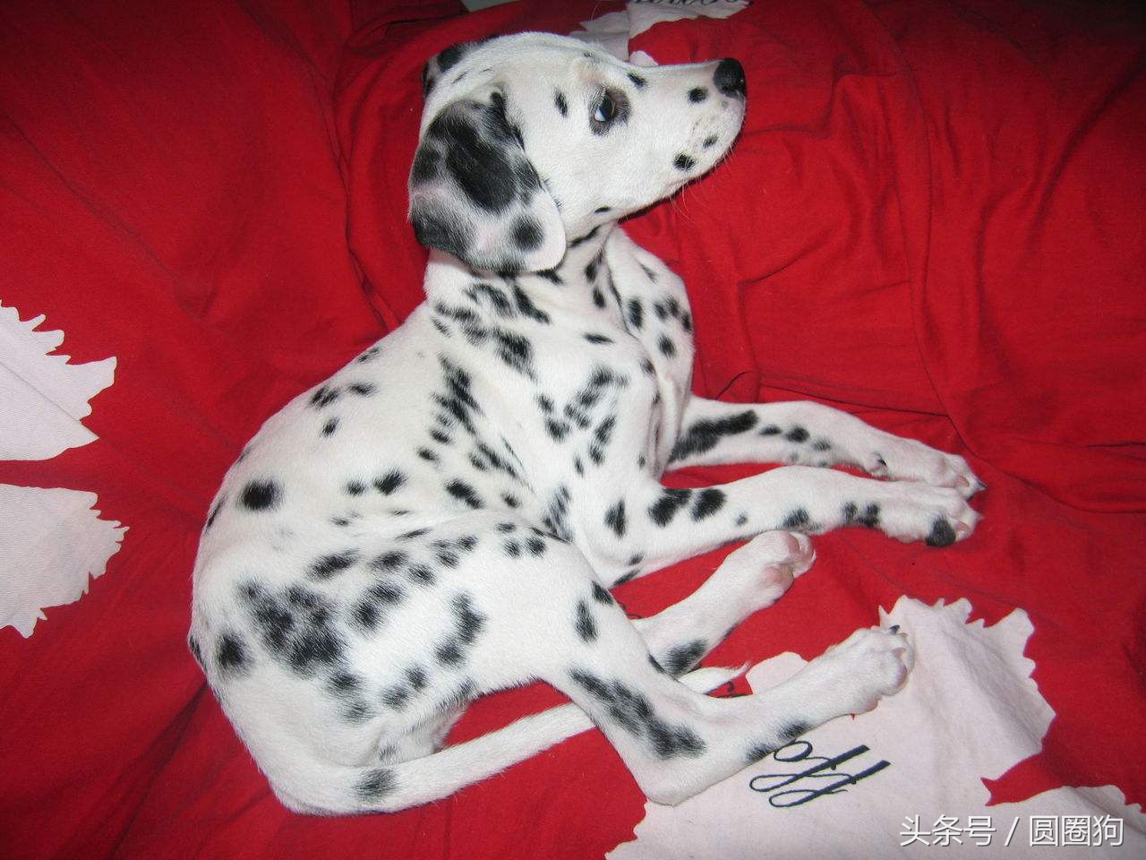 大麦町犬属于中型犬还是大型犬,斑点狗大麦町犬为什么禁养