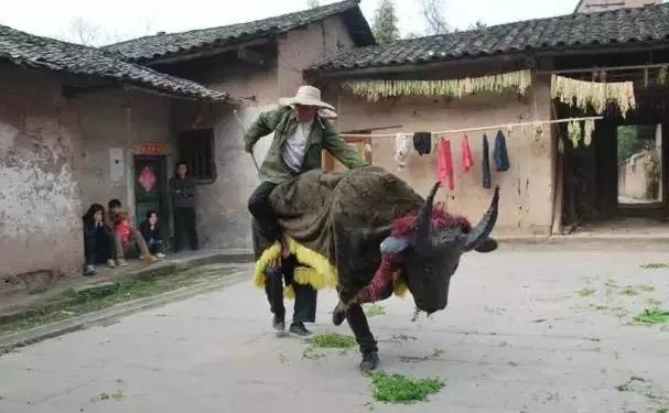 石柱土家民俗有哪些,石柱土家玩牛