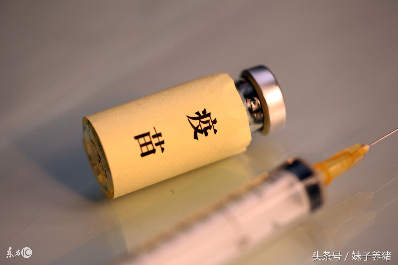 猪打疫苗应激怎么救治,猪打猪瘟疫苗应激怎么办