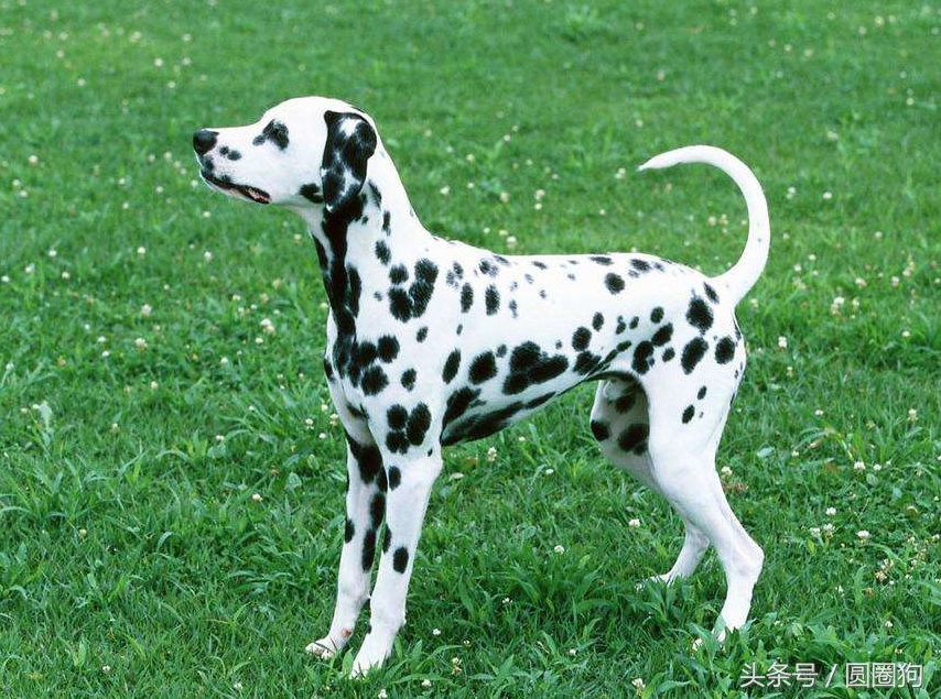 大麦町犬属于中型犬还是大型犬,斑点狗大麦町犬为什么禁养