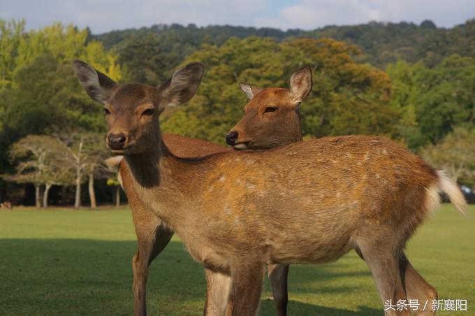 带娃去日本一周自由行,带四岁孩子去日本穷游攻略