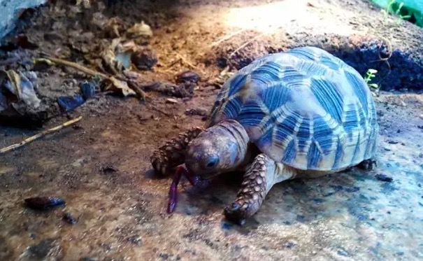 希腊陆龟和赫曼陆龟,赫曼陆龟长得快吗