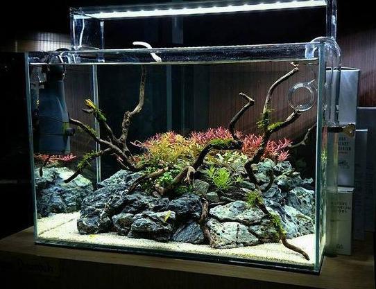 纯净水养草缸,怎么让生态缸的水更清