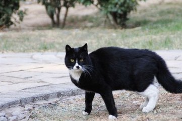 张阿婆结局,张阿婆传统