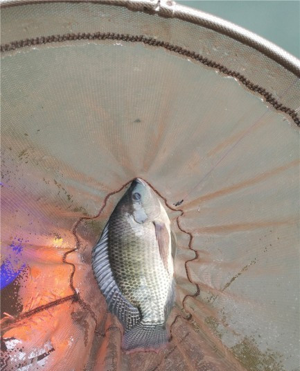 最后几天在玉林，别人掐鱼我练杆