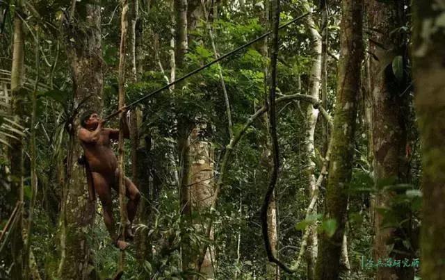 吹一口气就能百步外取人性命？土著*箭吹**技能难在什么地方