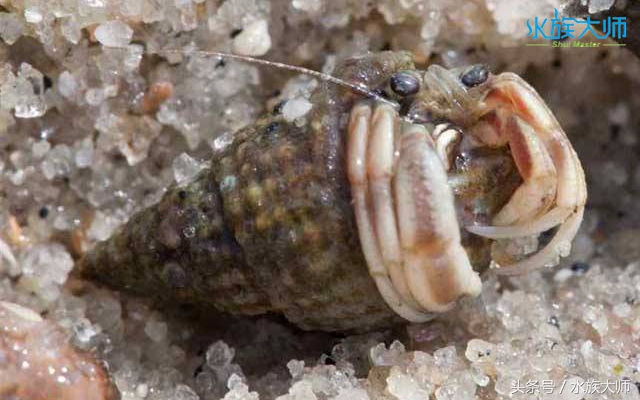 寄居蟹蜕皮前会做些什么,寄居蟹蜕皮必须用椰土么
