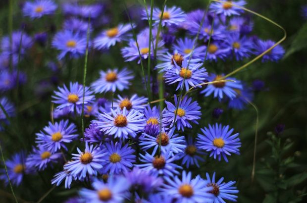 我越来越爱你了,我越来越爱你英语