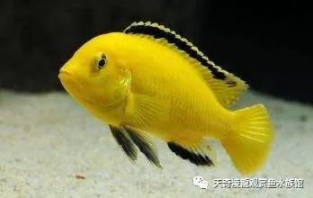 三湖慈鲷鱼缸造景石头摆法,三湖慈鲷鱼喜欢底砂和岩石