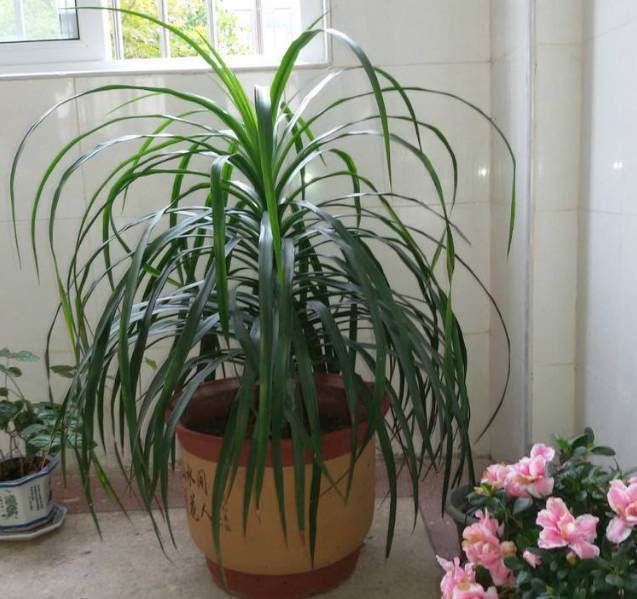 龙须兰好养吗,叶子很长的兰花为什么不受欢迎