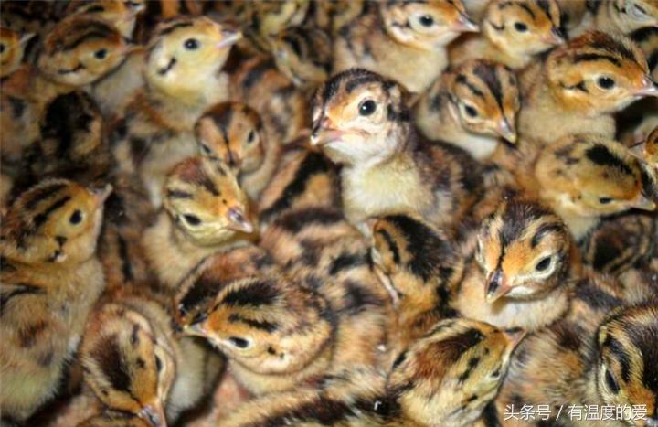 野鸡常见的育雏方式,野鸡刚孵出来要注意什么