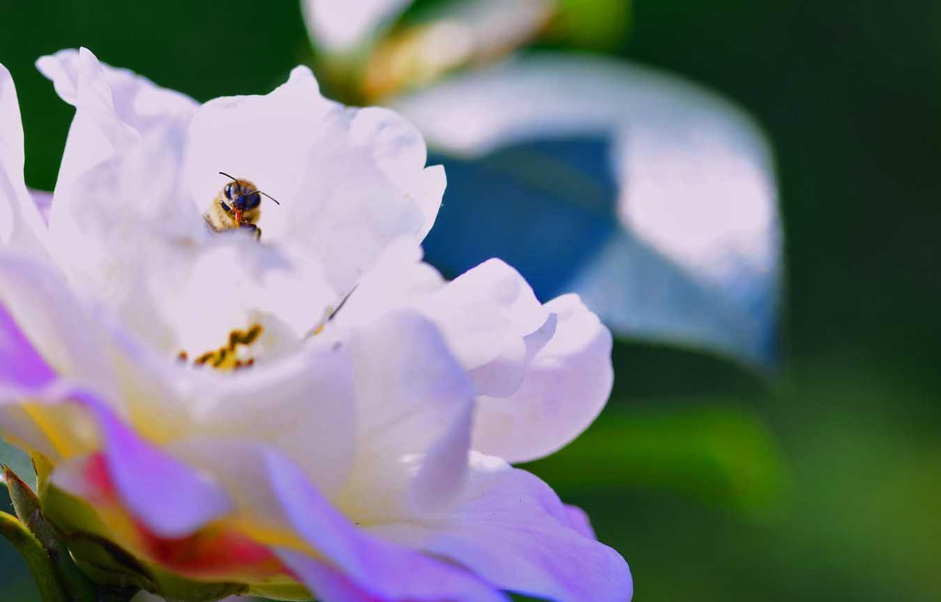 红楼梦里写大马猴,红楼梦大马猴在第几页
