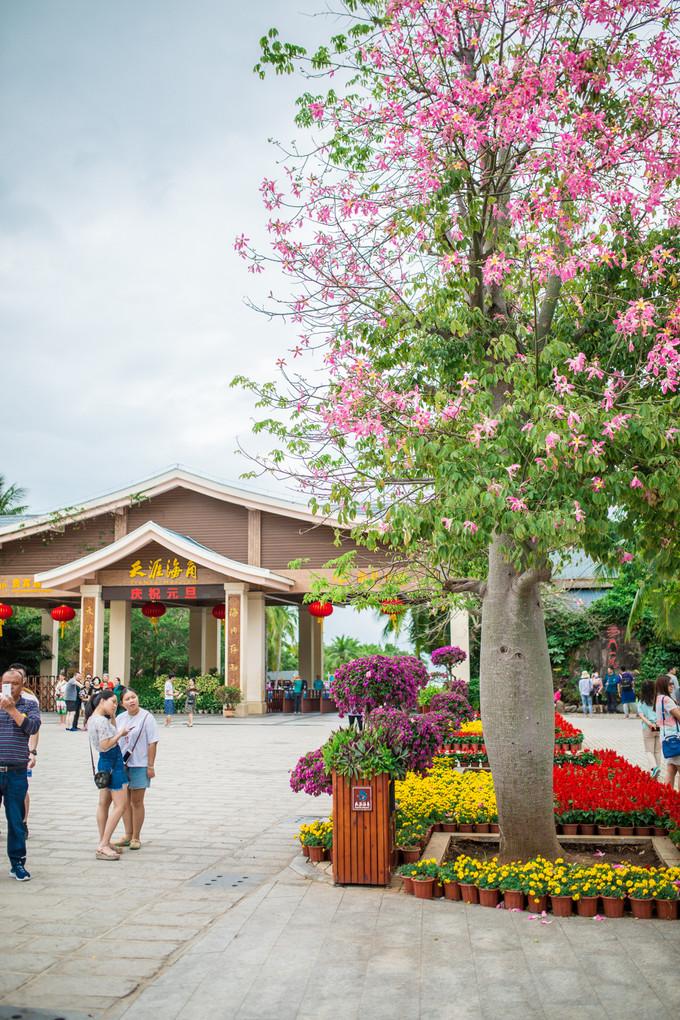 预支一段未来的旅行,带着父母去度假——三亚