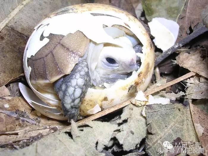 缅甸陆龟繁殖要什么环境,缅甸陆龟适合什么环境